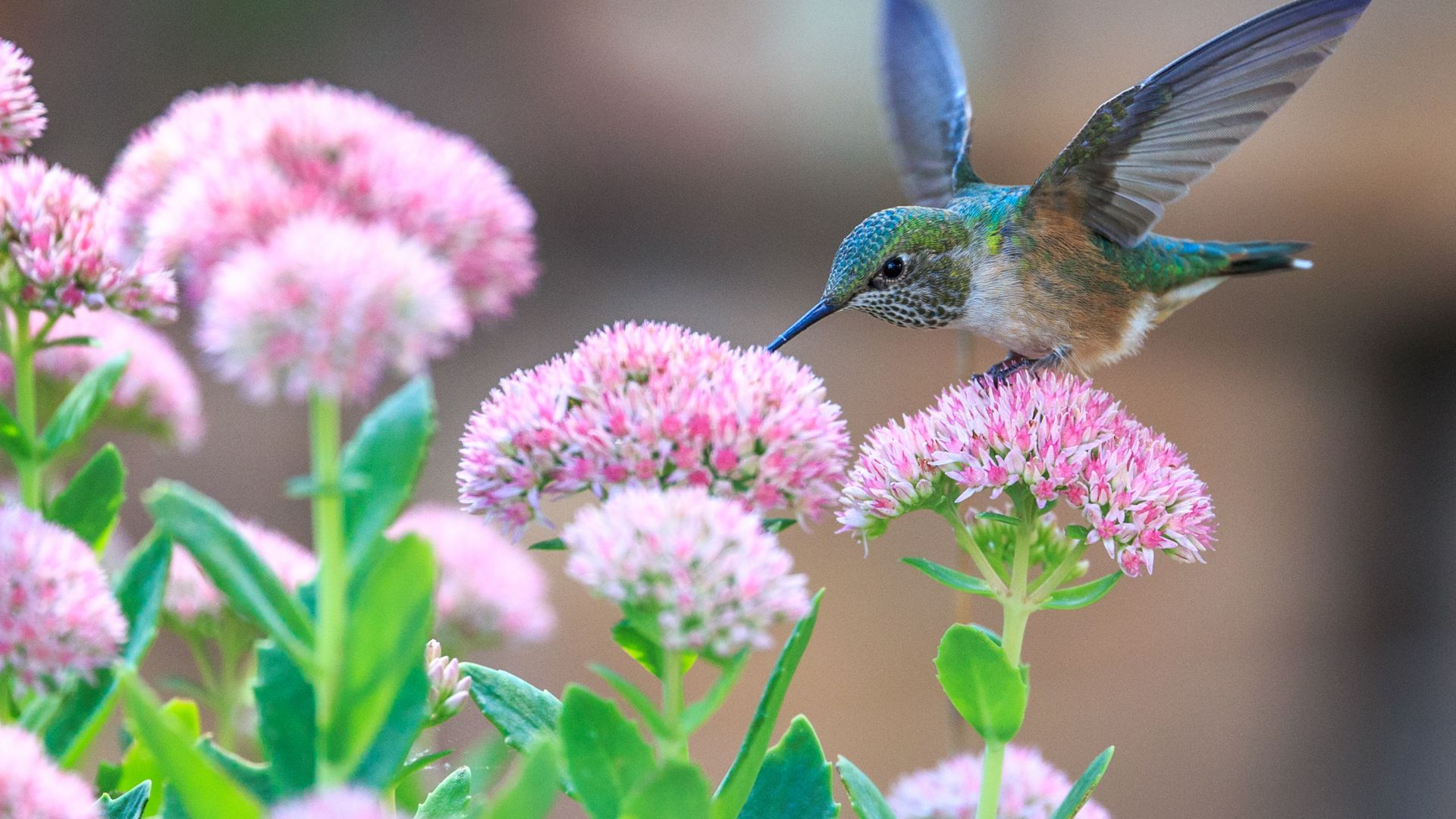 Wallpaper Hummingbird, pollination, birds, flowers