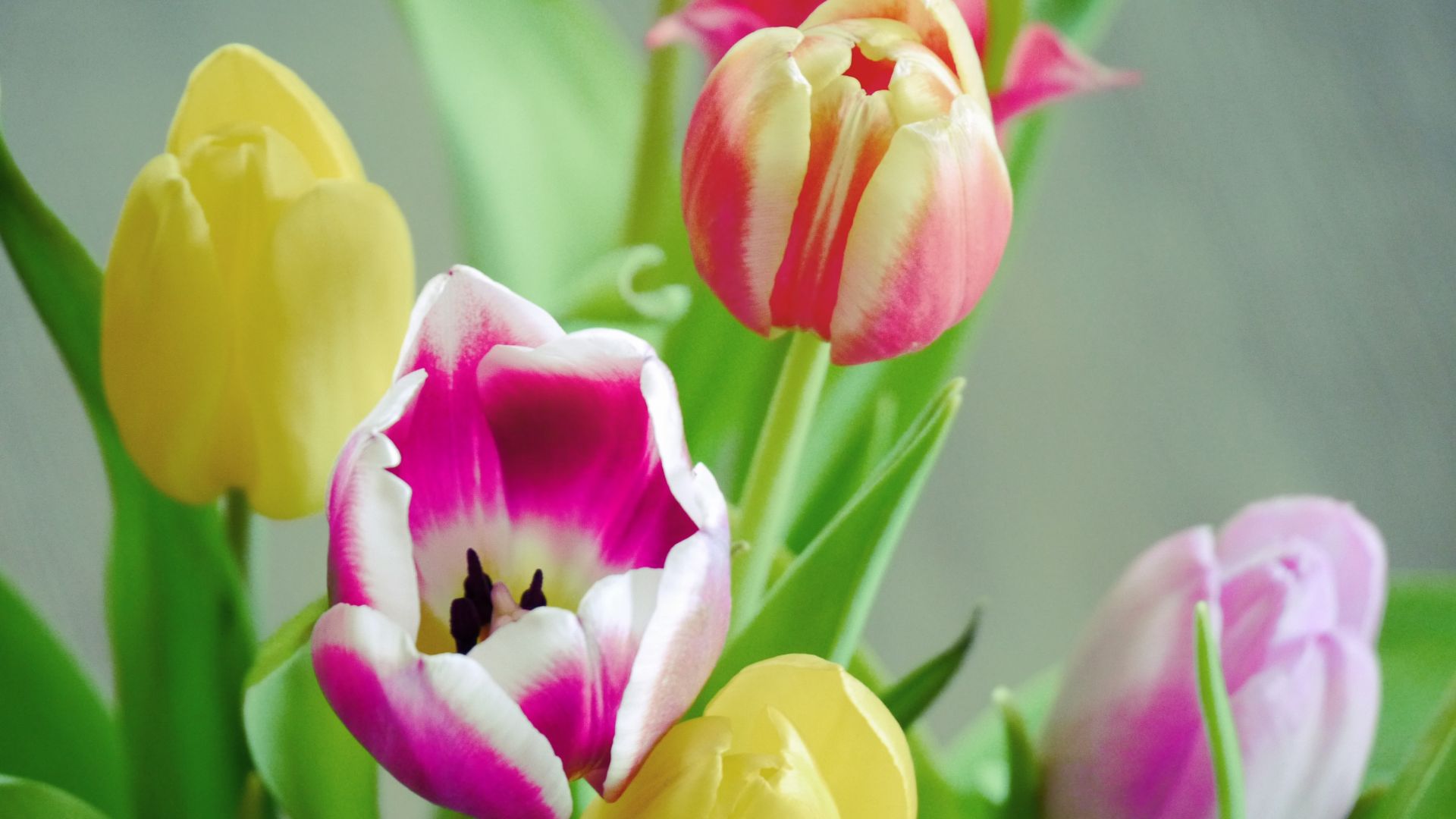 Wallpaper Tulip flowers, colorful, fresh