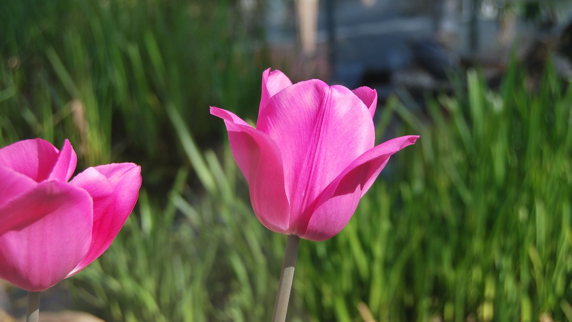 Wallpaper Tulips, pink flowers, blur