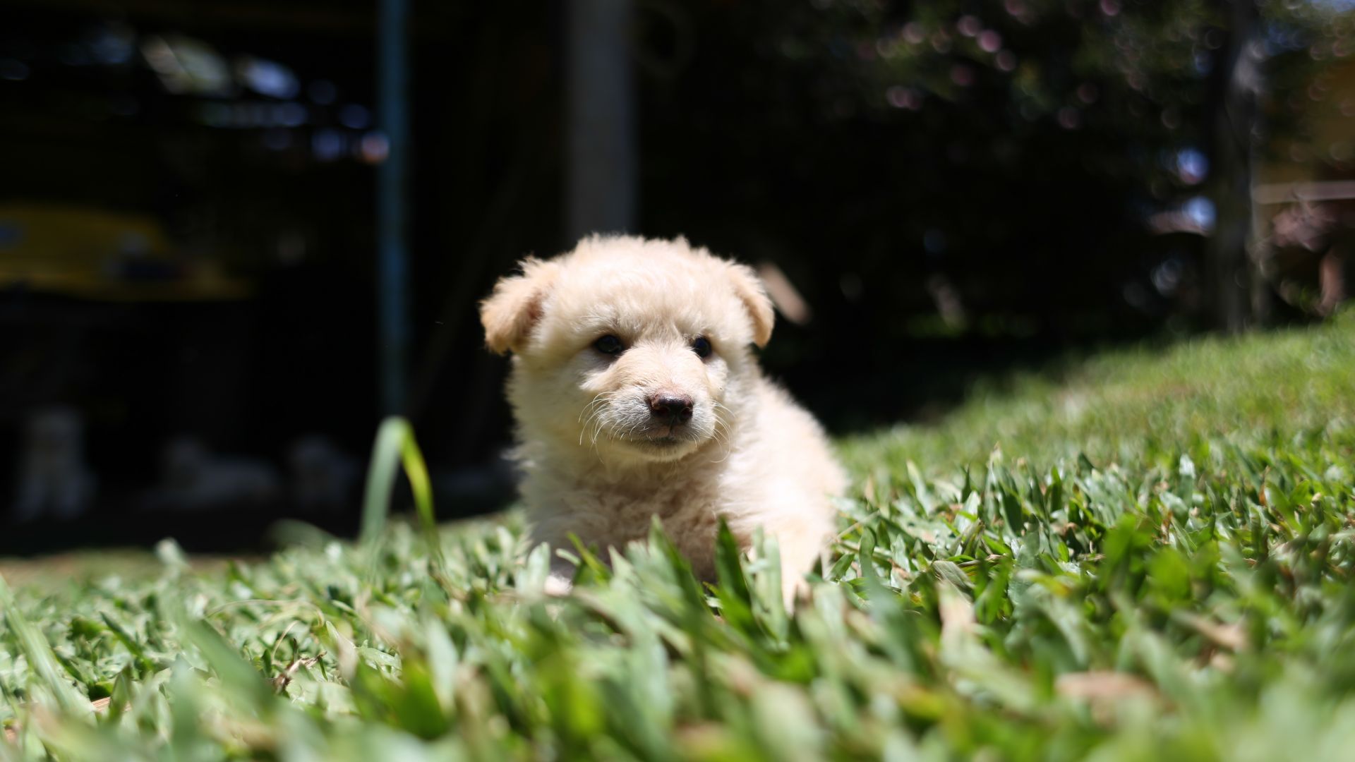 Wallpaper White canine dog puppy, grass field