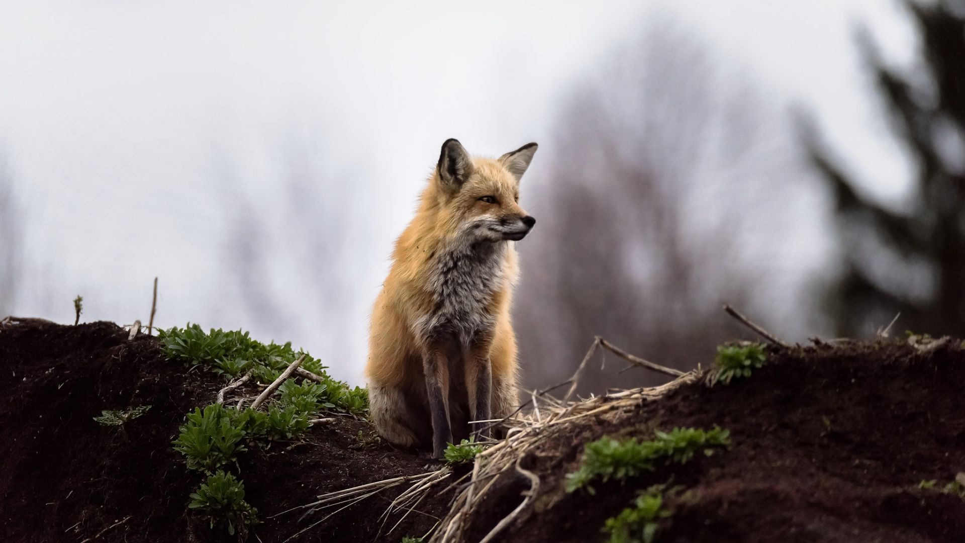 Wallpaper Wild animal, wildlife, fox, forest