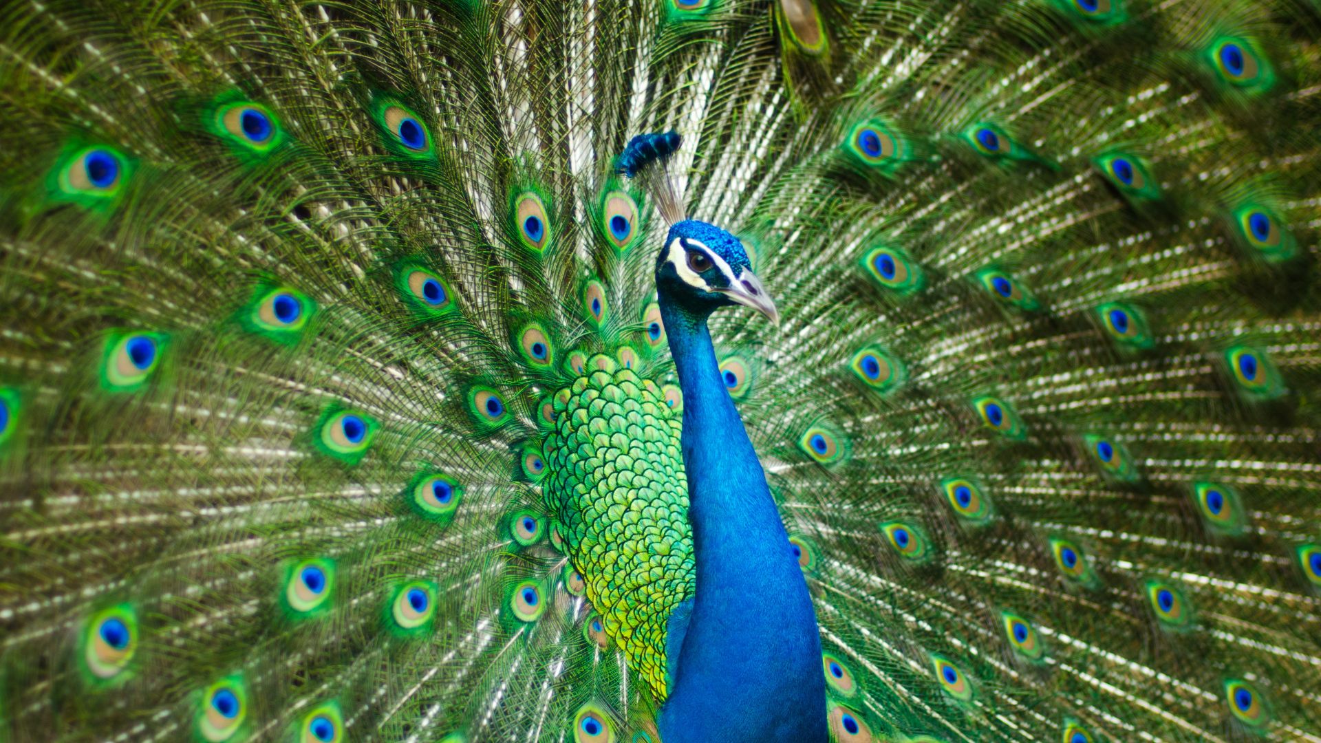 Wallpaper Beautiful male, peacock, colorful bird