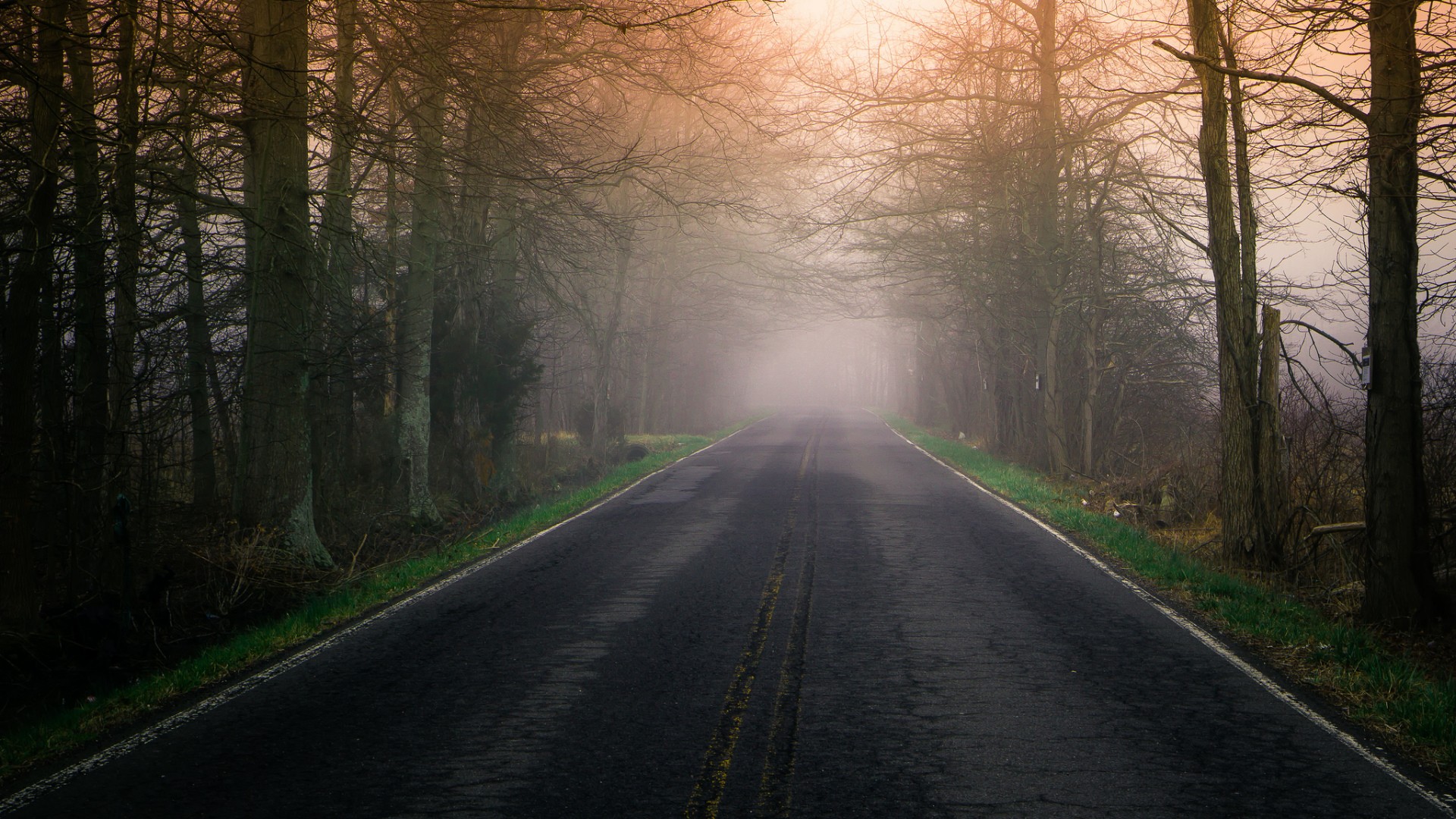 Wallpaper Road, mist, tree