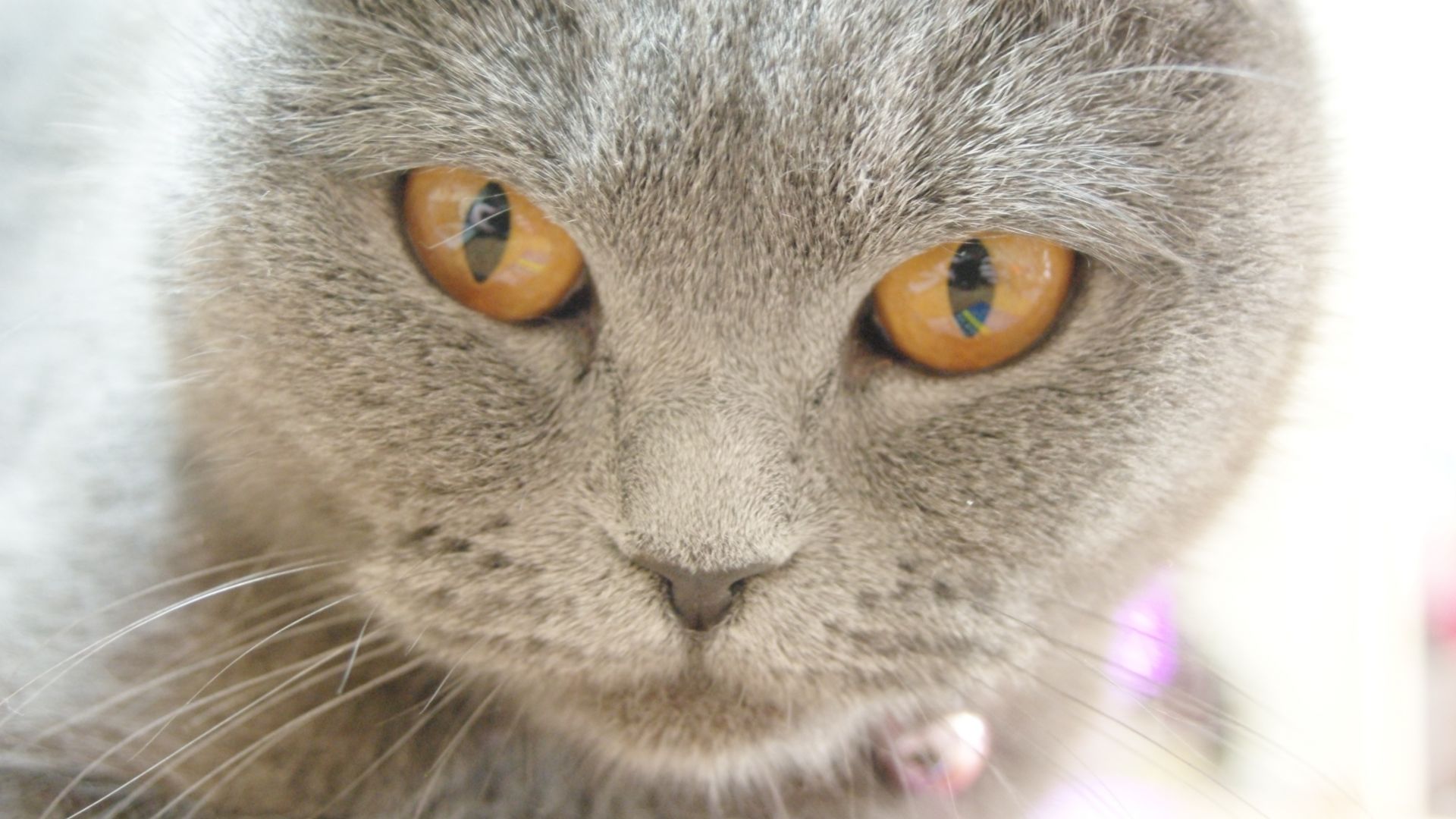 Wallpaper Chartreux cat muzzle, pet animal