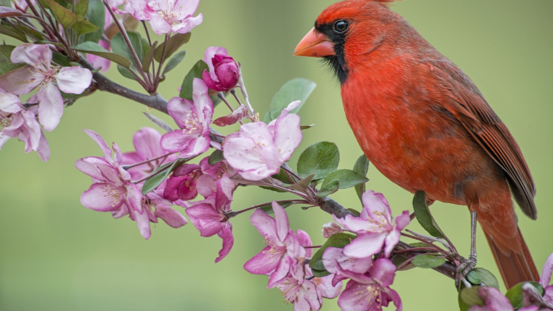 Wallpaper Northern Cardinal bird sitting, flowers,