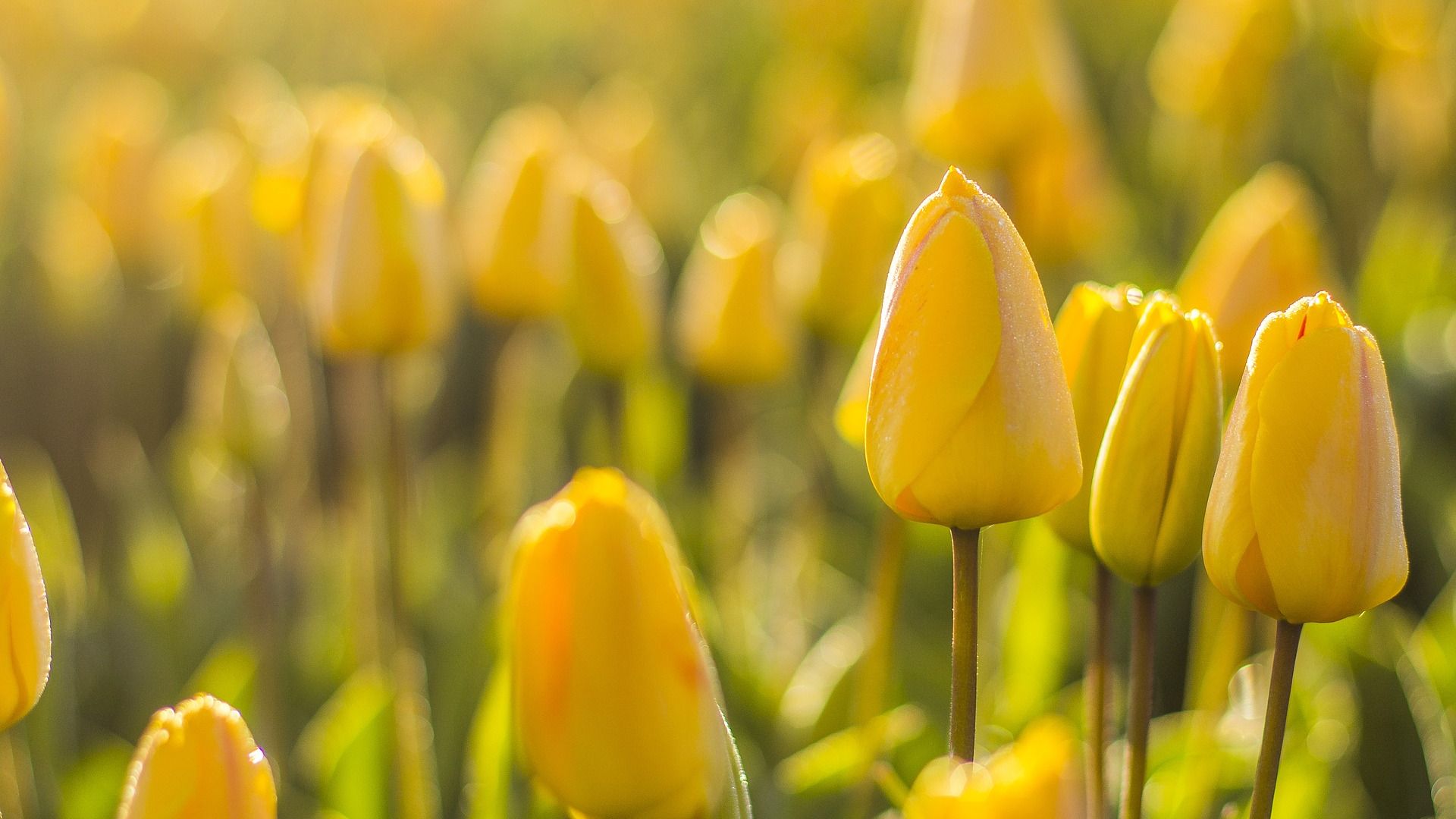 Wallpaper Flowers, spring, morning, yellow tulip, meadow