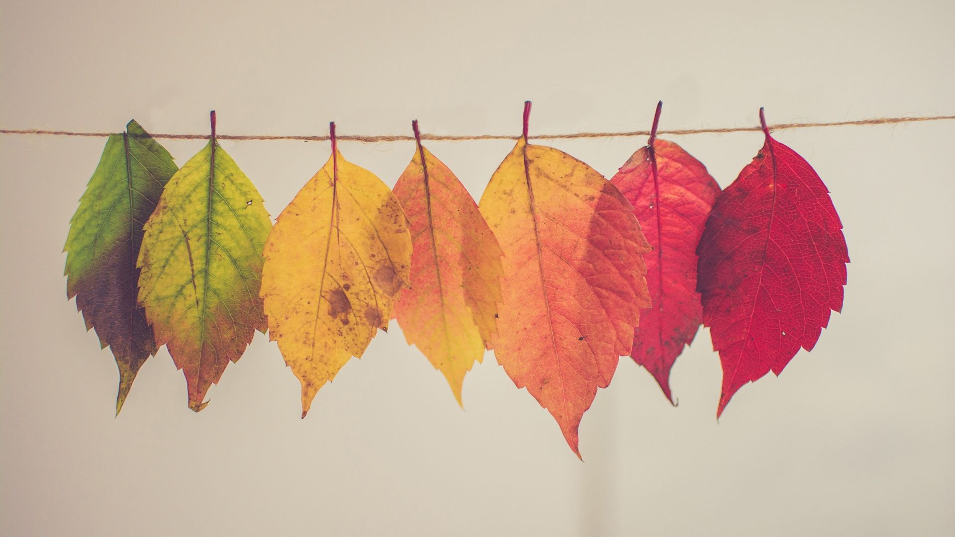Wallpaper Hanging colorful leaves