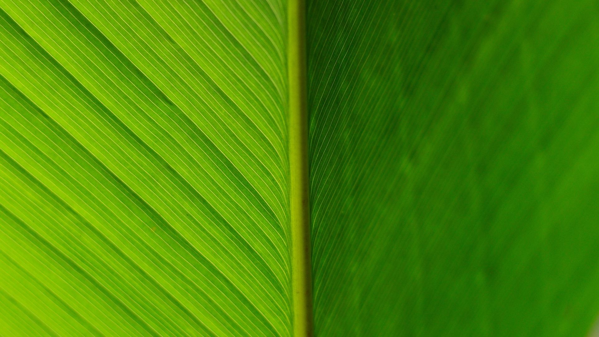 Wallpaper Green leaf, veins, close up