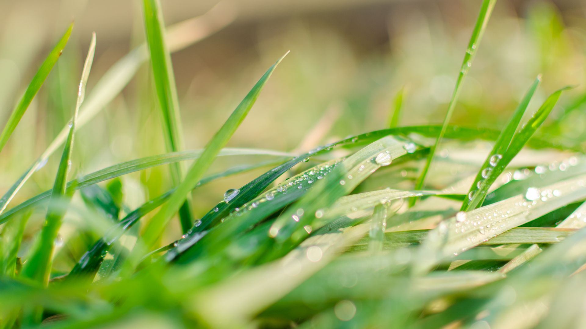 Wallpaper Green grass, dew, drops, close up