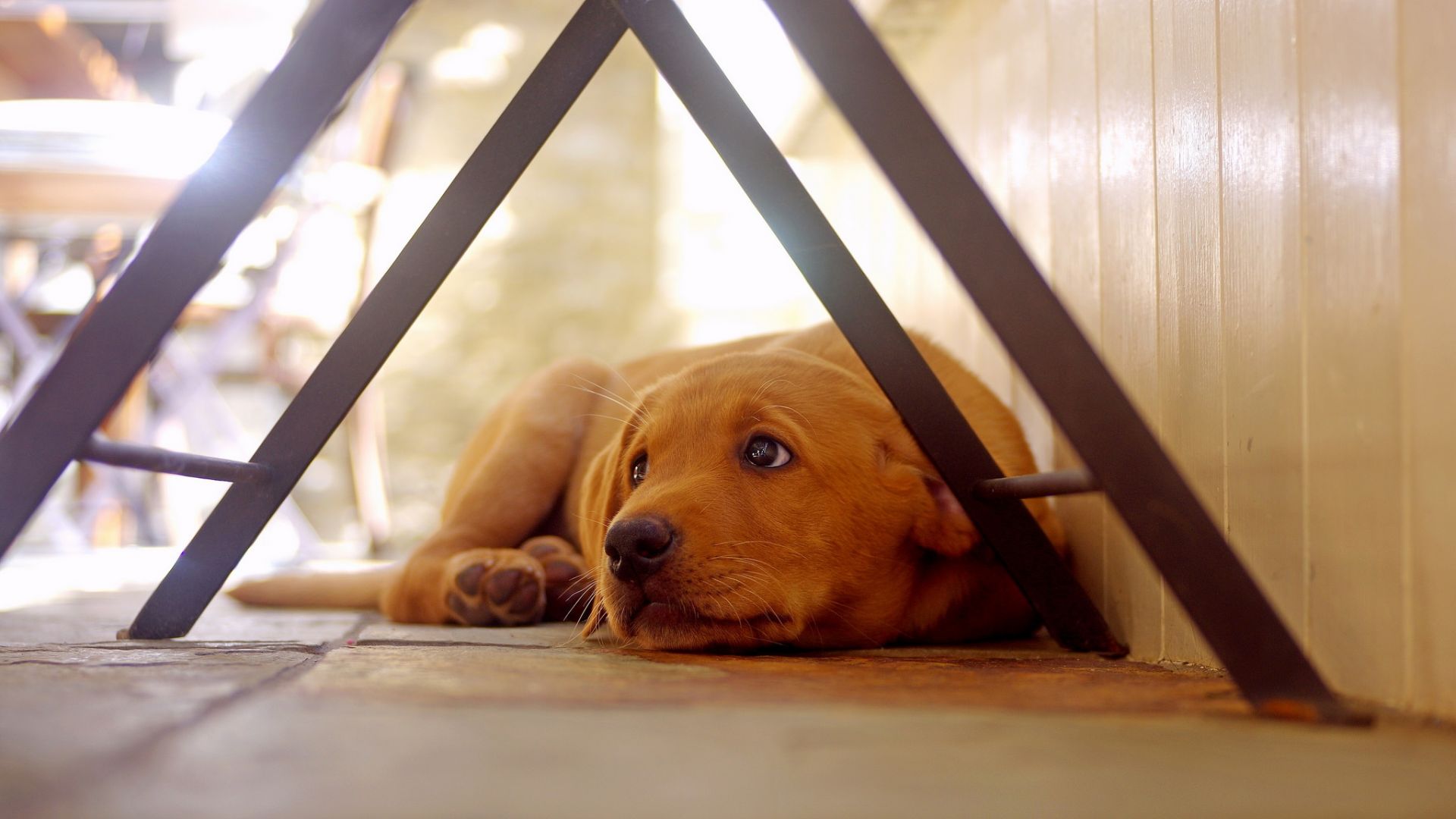 Wallpaper Cute, dog, Golden Retriever, rest, corner