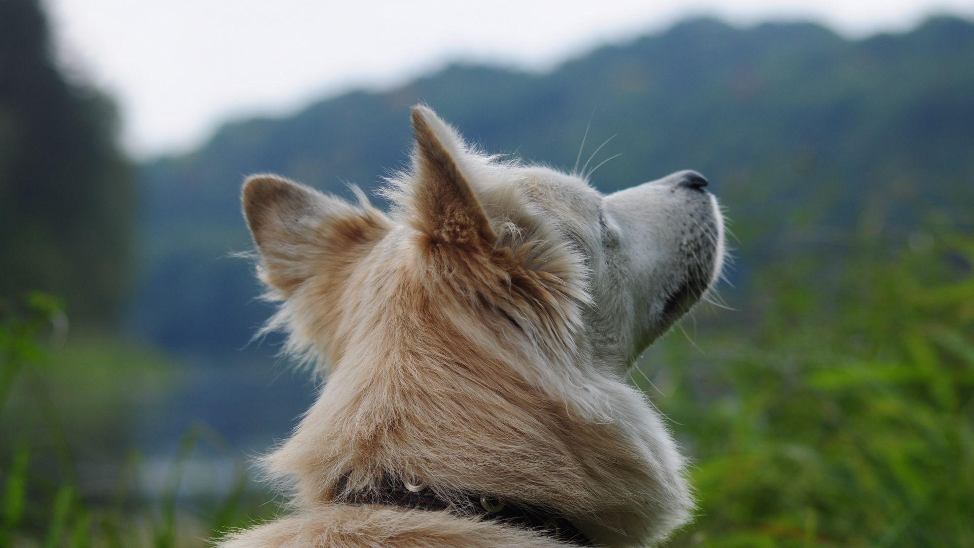 Wallpaper West Siberian Laika, white dog