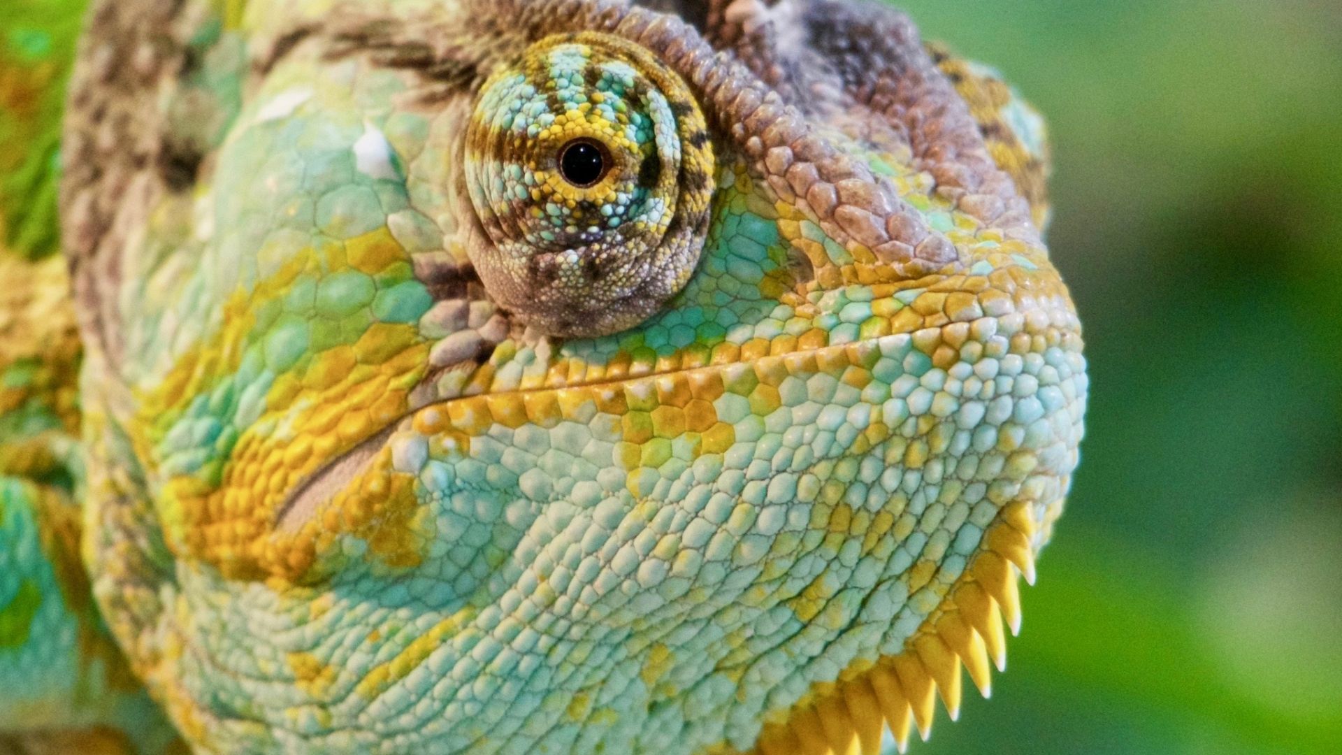 Wallpaper Chameleon muzzle, lizards, reptile