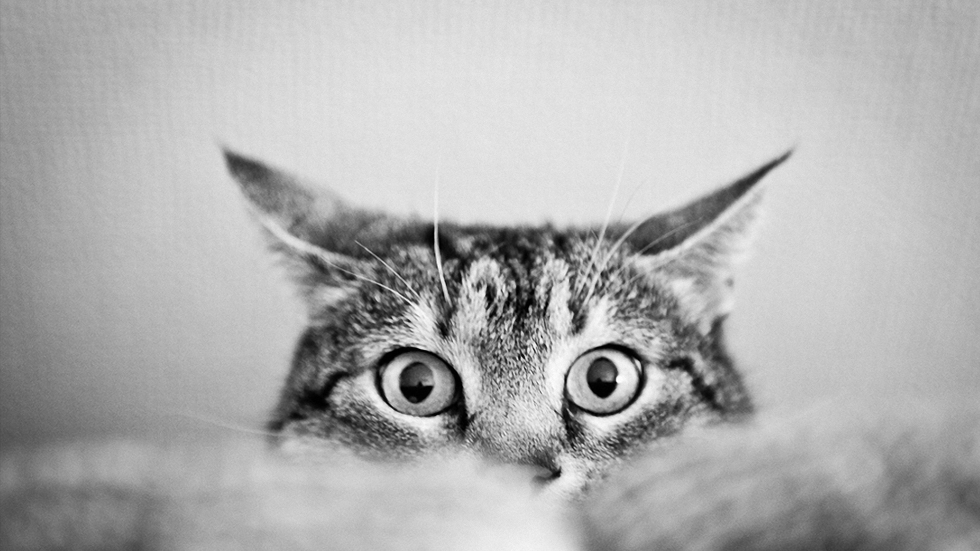 Wallpaper Cat, thief, cute, stare