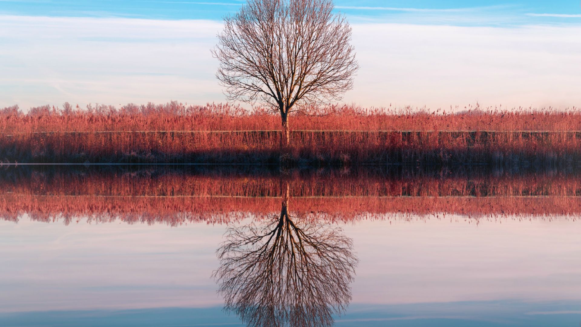 Wallpaper Reflections, tree, lake
