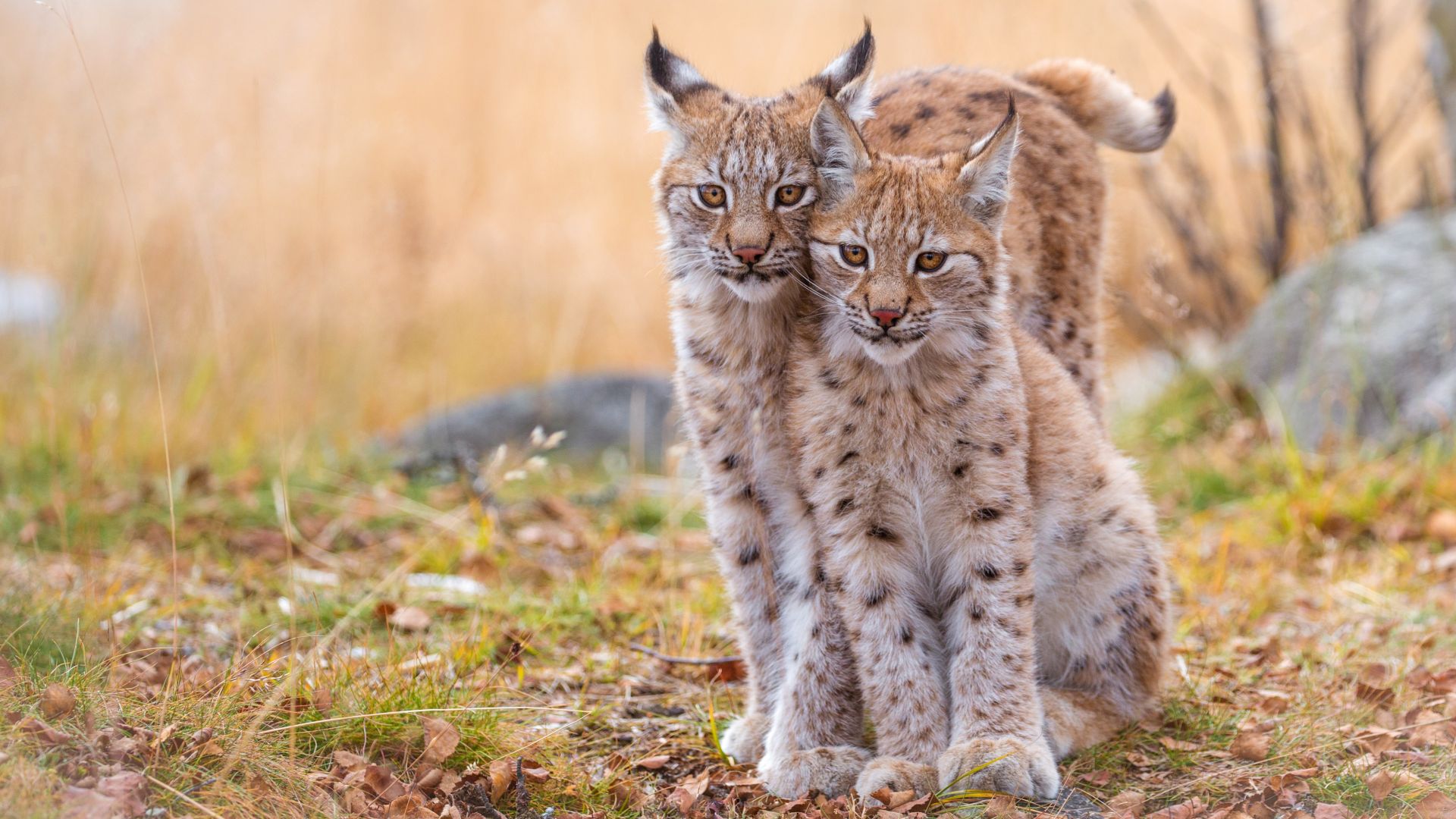 Wallpaper Lynx, cats, wild animal