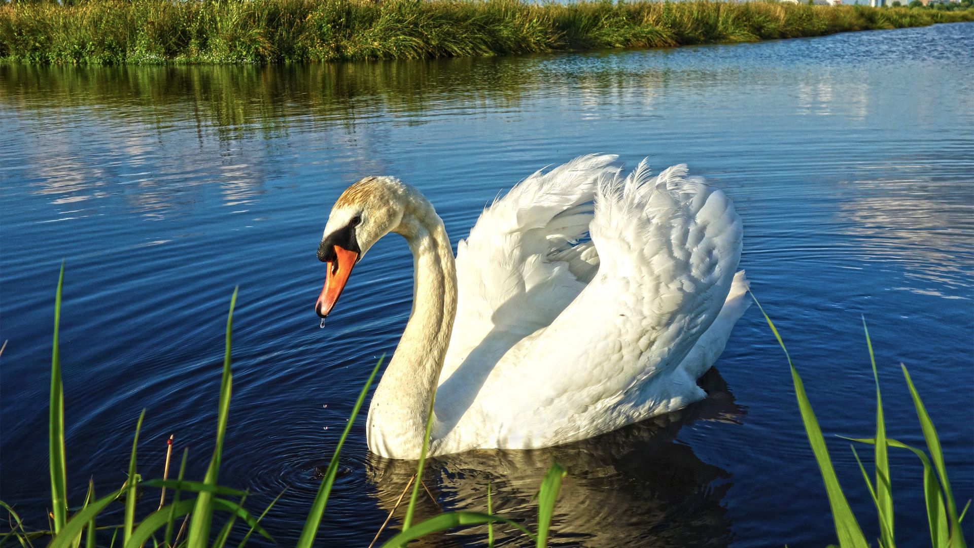 Wallpaper Bird, white swan, swimming, lake, 4k