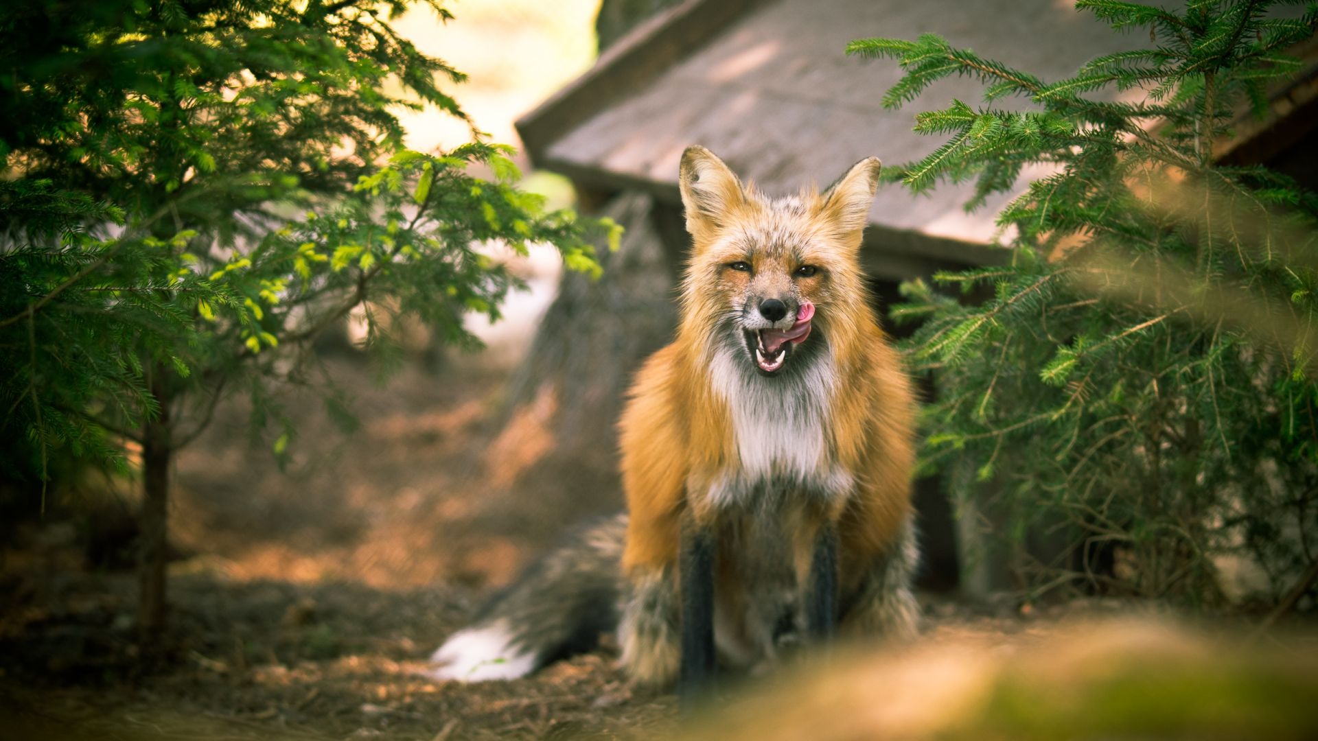 Wallpaper Wild animal, fox, predator