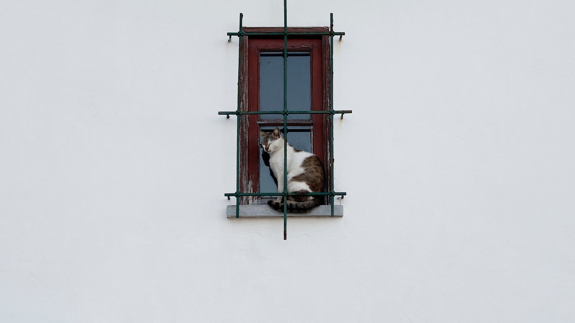 Wallpaper Cat sitting at window