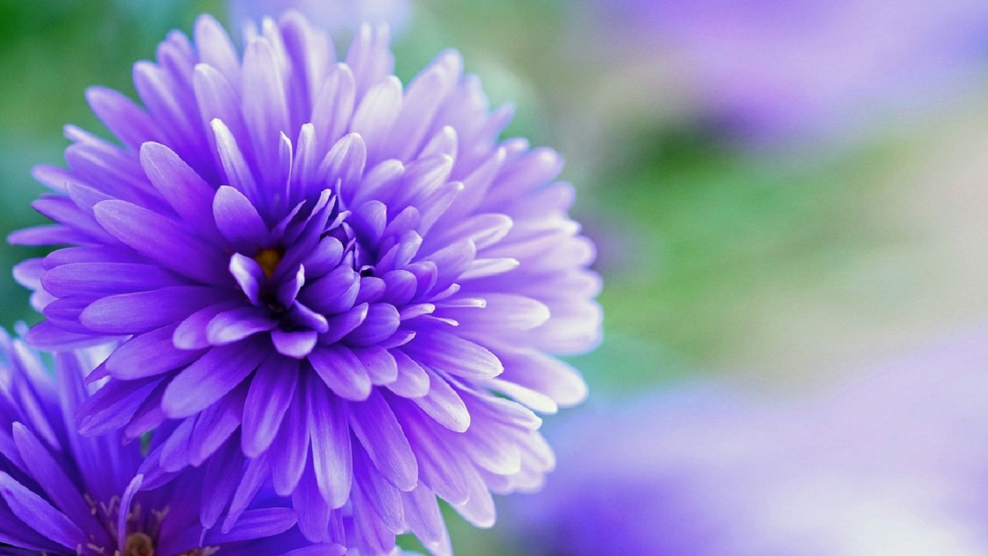 Wallpaper Purple flower, bloom, close up