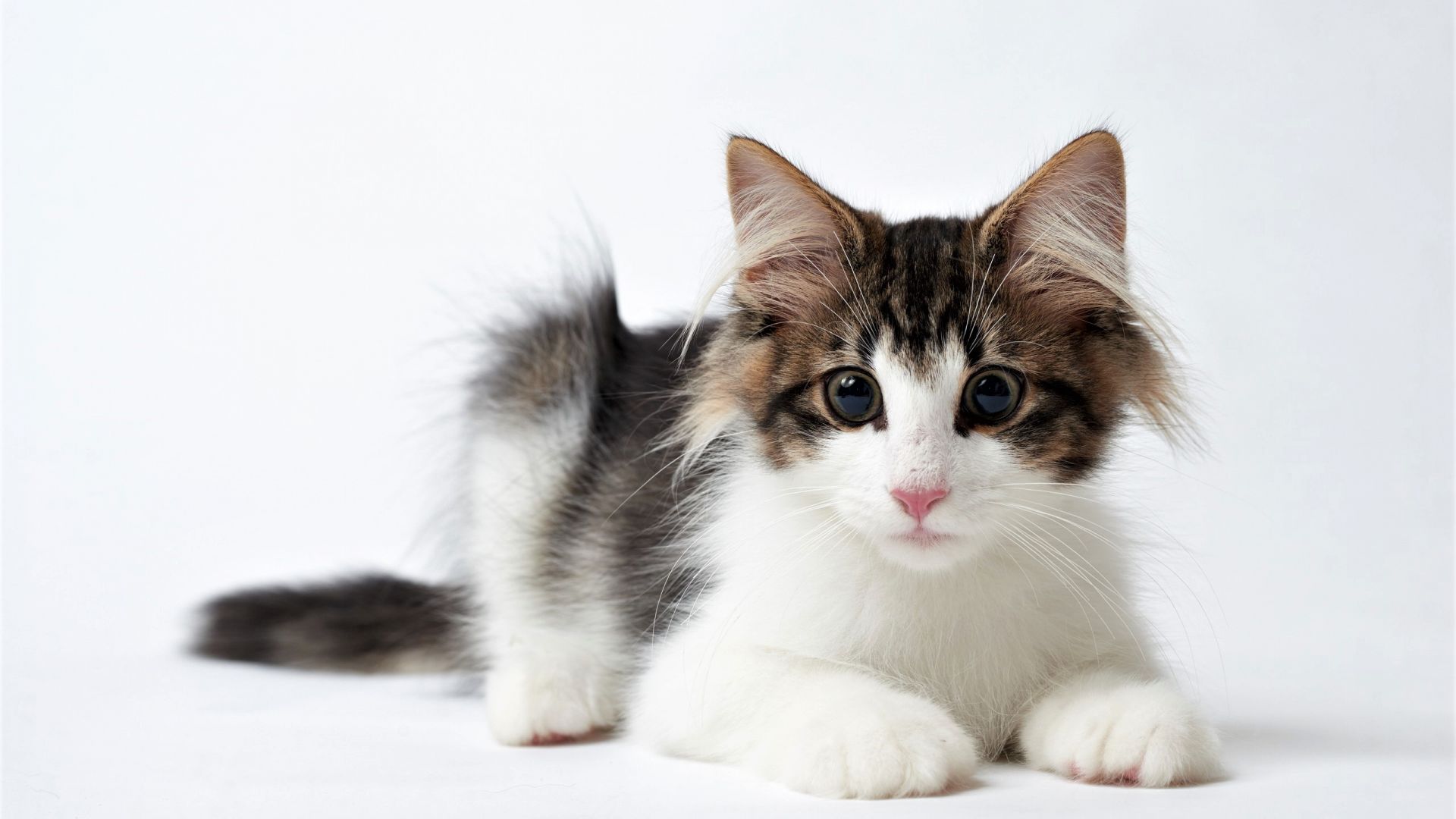 Wallpaper Cute kitten, curious, sit, spots