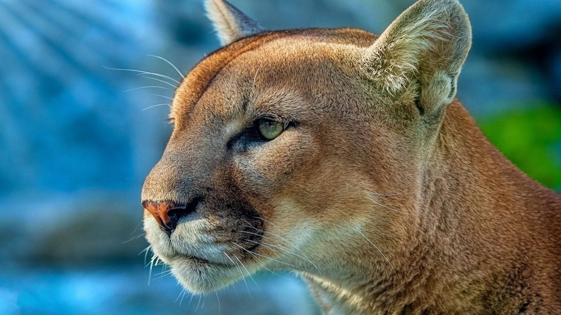 Wallpaper Cougar, wild cat, muzzle, animal, 4k