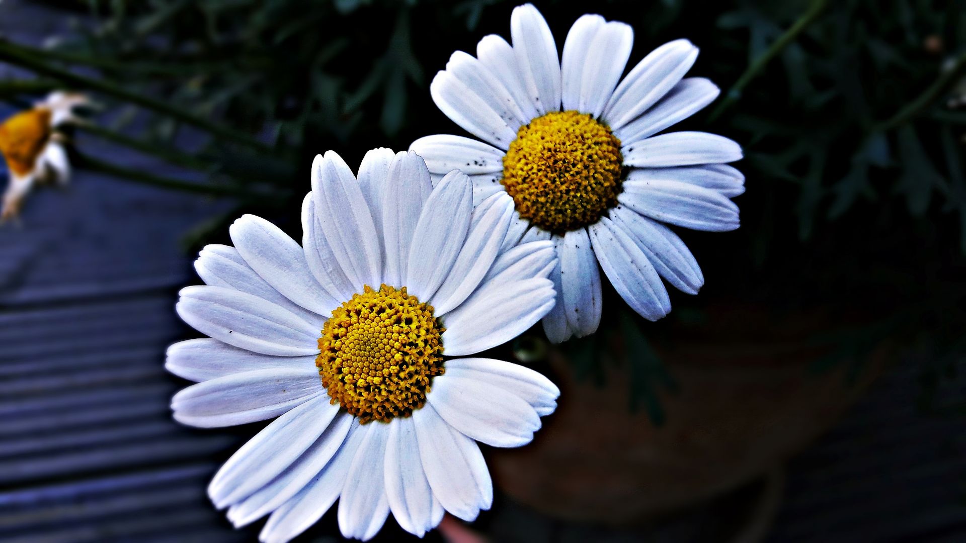 Wallpaper Daisies, white flowers, petals, close up
