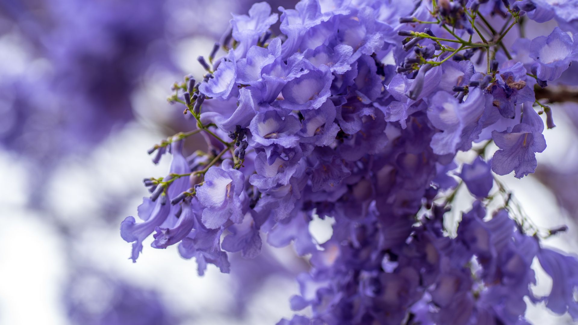 Wallpaper Blossom, purple white flowers, spring, 5k