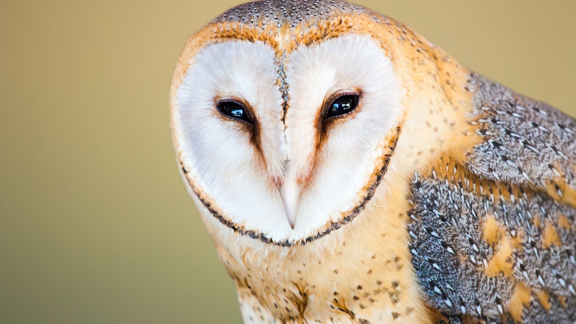 Wallpaper Barn owl, close up, muzzle, predator