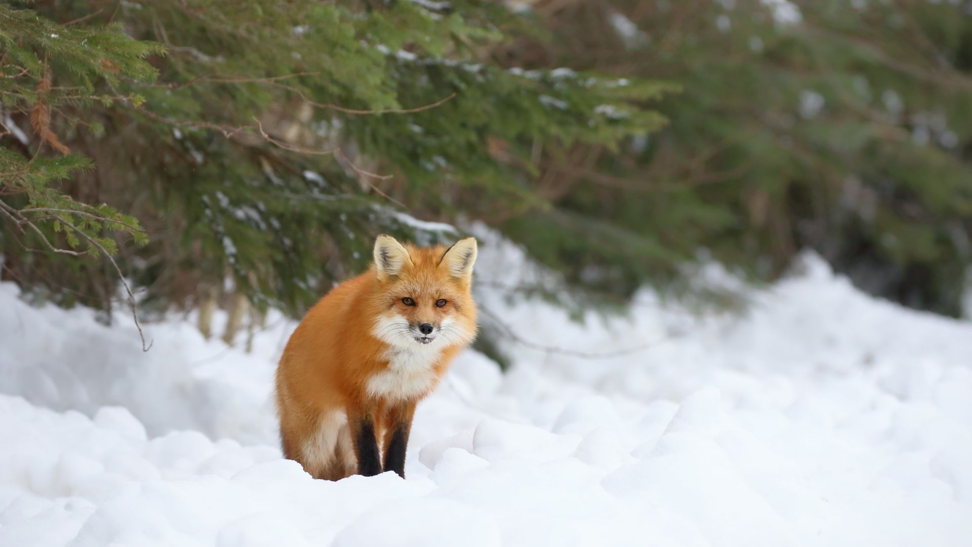 Wallpaper Red fox sitting, winter, snow
