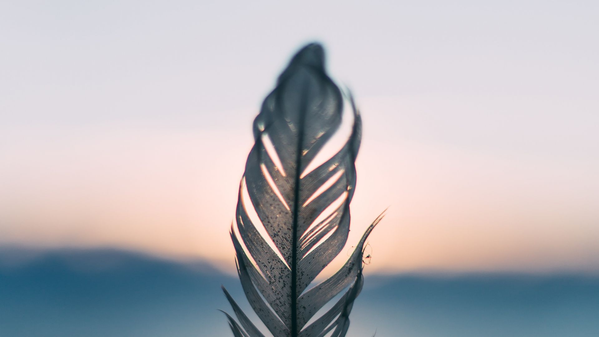 Wallpaper Sunset, feather, close up