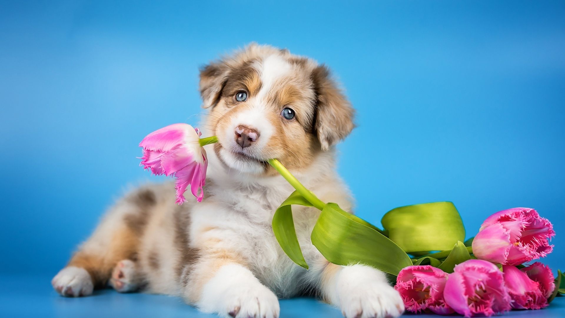 Desktop Wallpaper Cute Dog, Puppy Playing With Flowers, Adorable, Hd Image,  Picture, Background, F38876