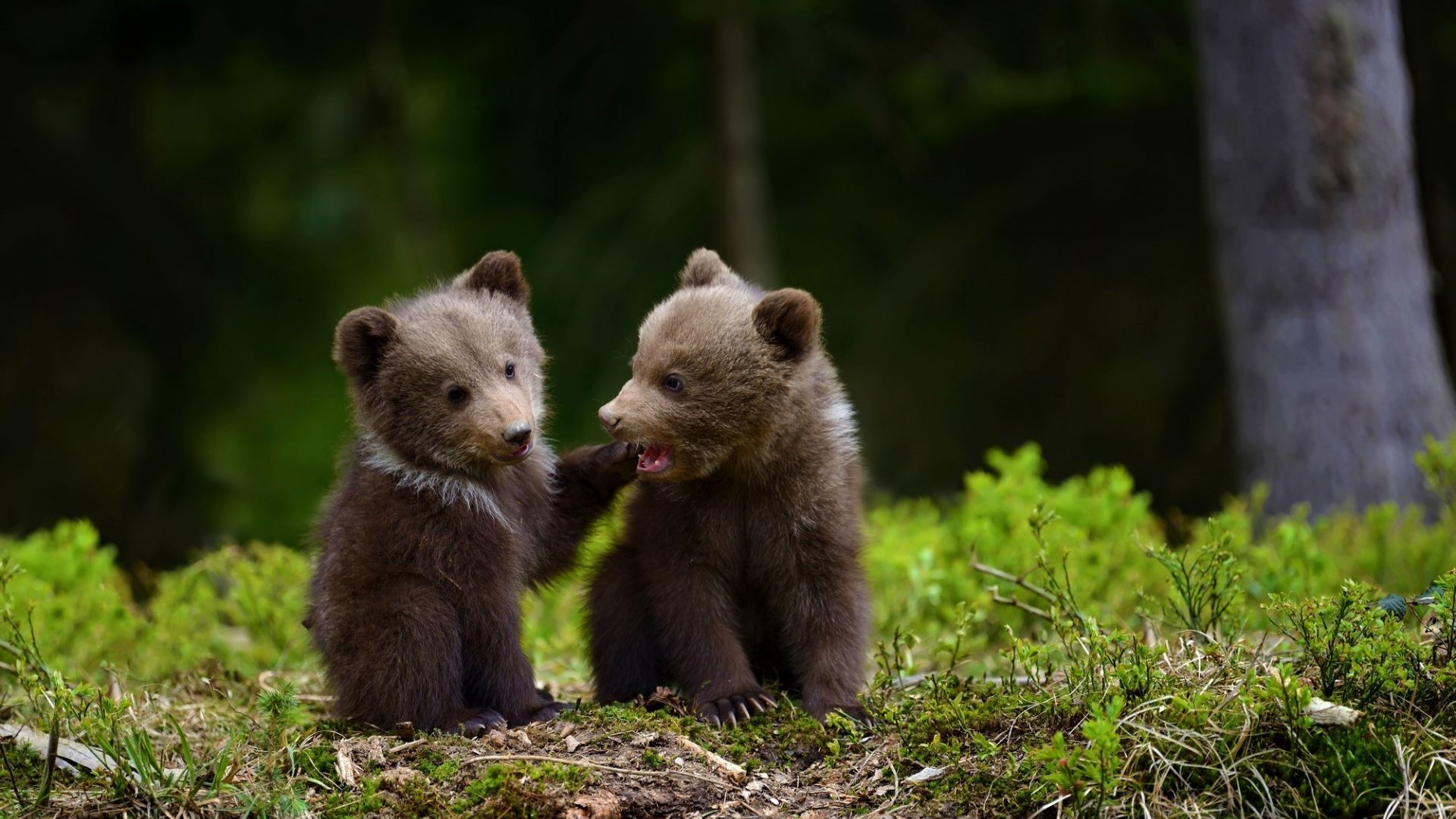 Wallpaper Baby bears, wildlife, predator