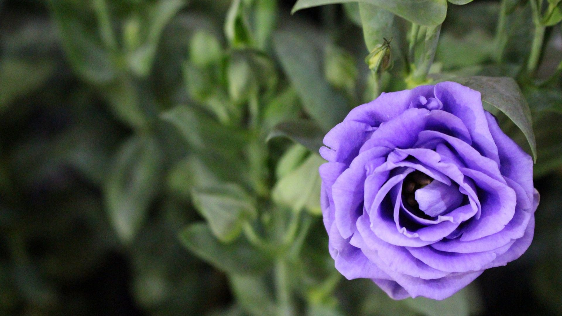 Wallpaper Purple rose flower, blur