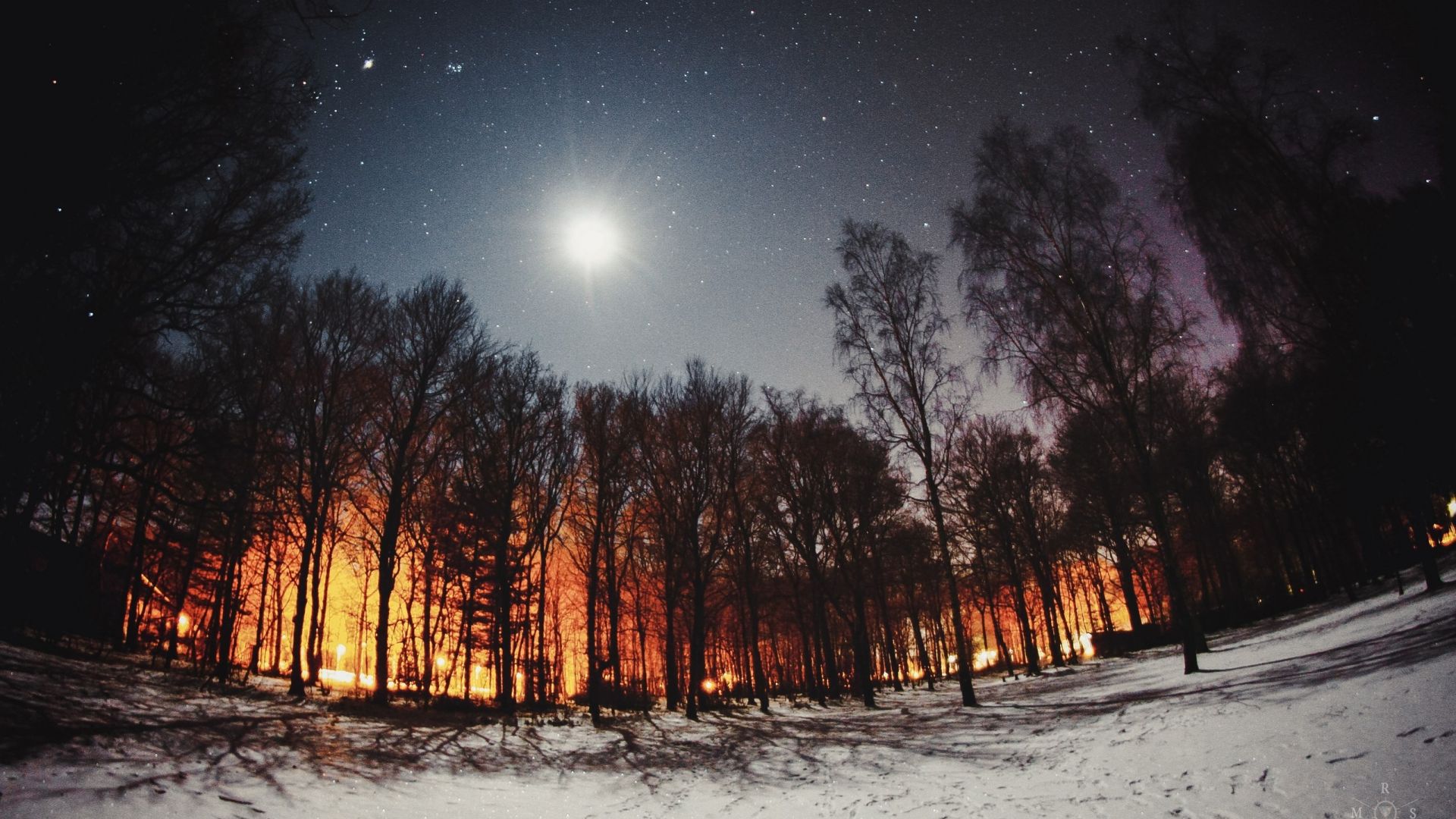 Wallpaper Night, winter, tree, moon 