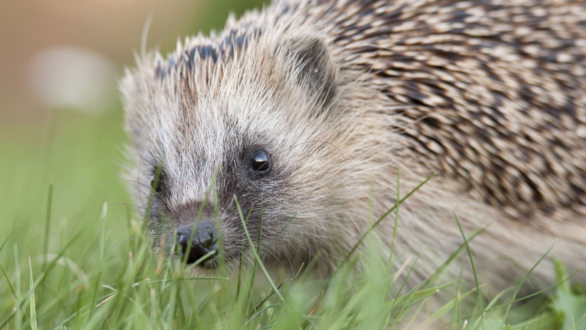 Wallpaper Hedgehog, grass, curious animal