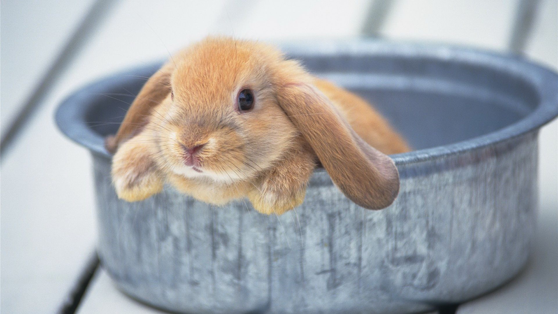Wallpaper Cute Rabbit in tub, animal