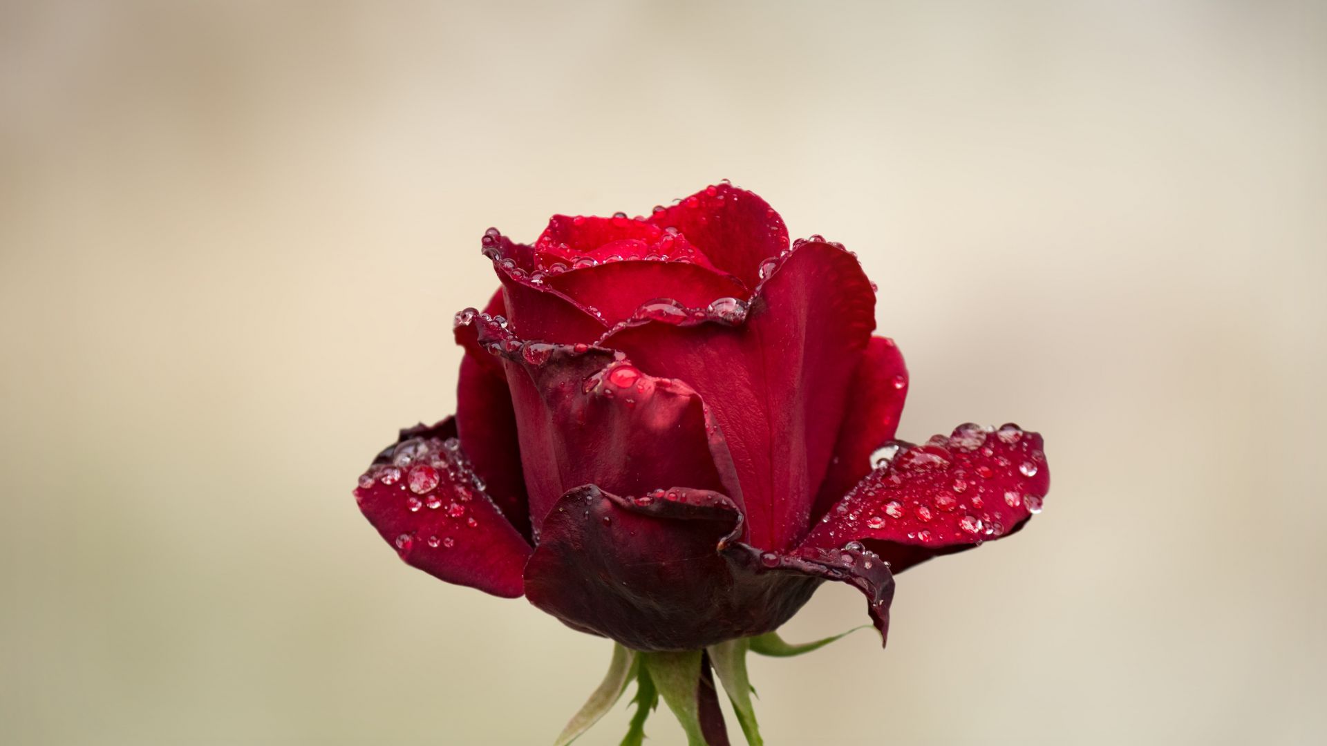 Wallpaper Rose, red bud, water drops, 4k