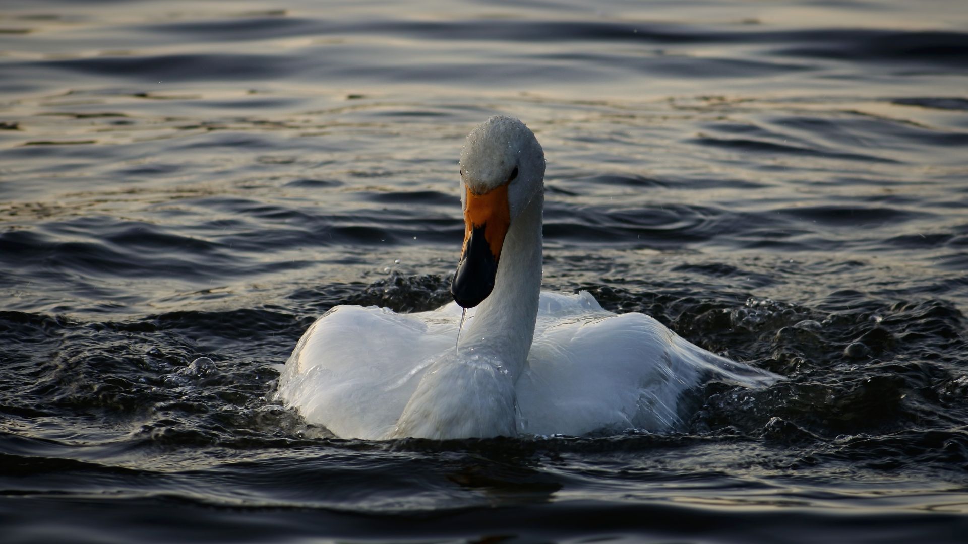 Wallpaper Swan, bird, white, swimming, 4k, water
