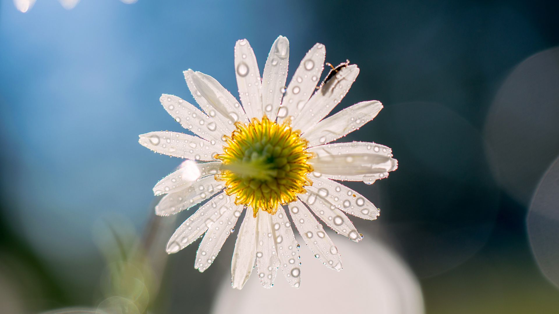 Wallpaper Dew drops, white daisy, flower, bokeh