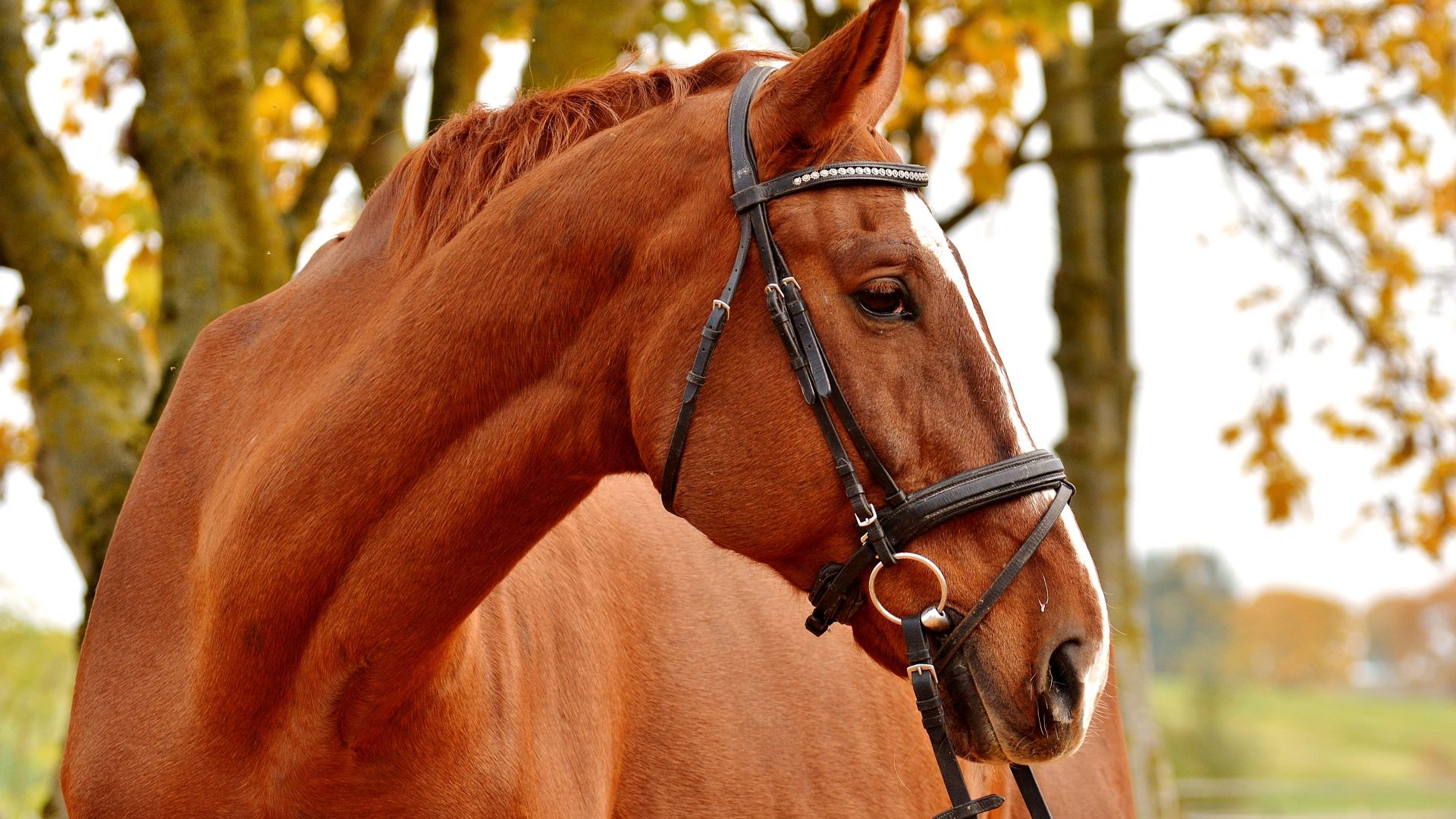 Wallpaper Brown, animal, race horse