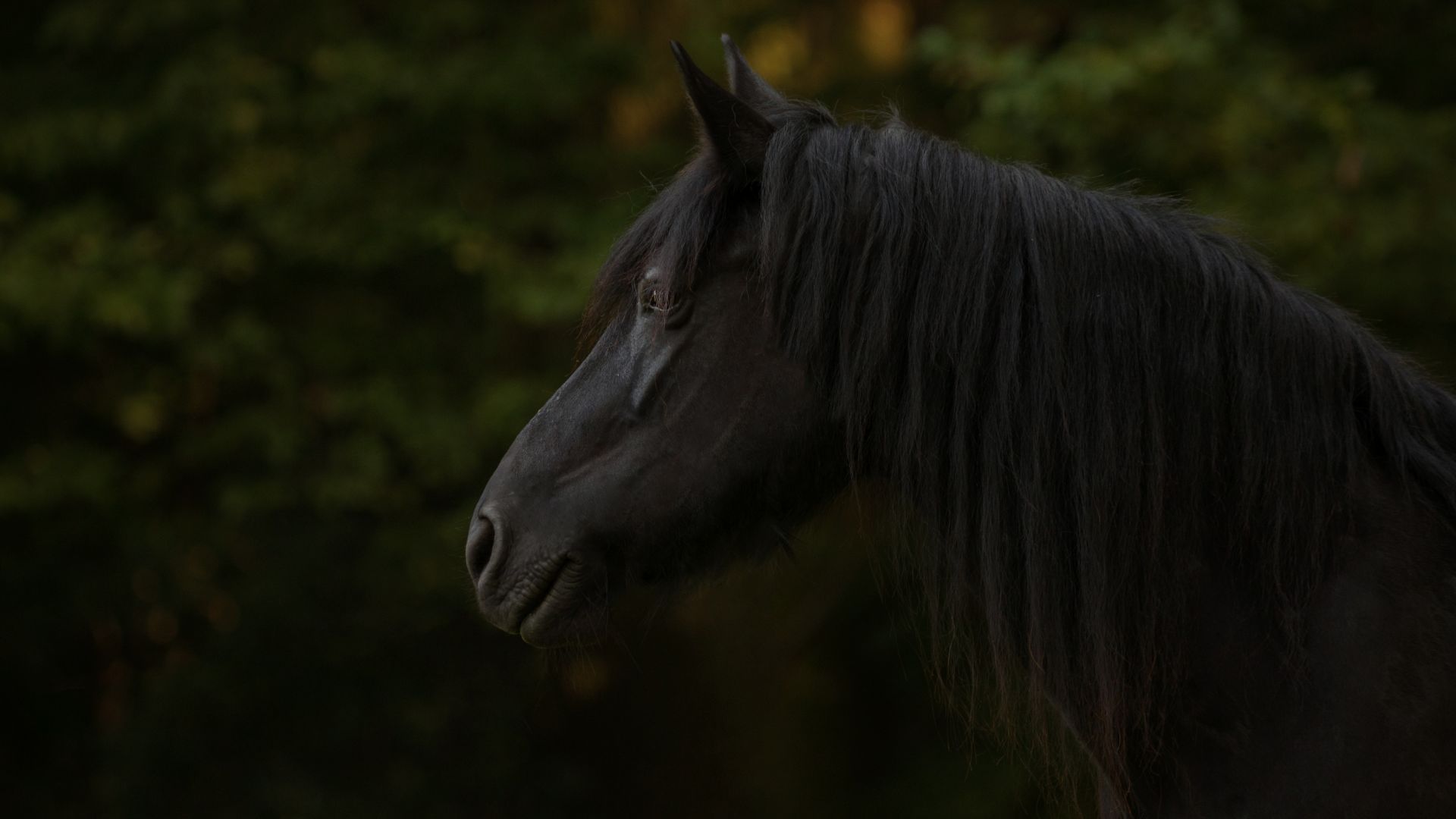 Wallpaper Black horse, muzzle, animal, 5k