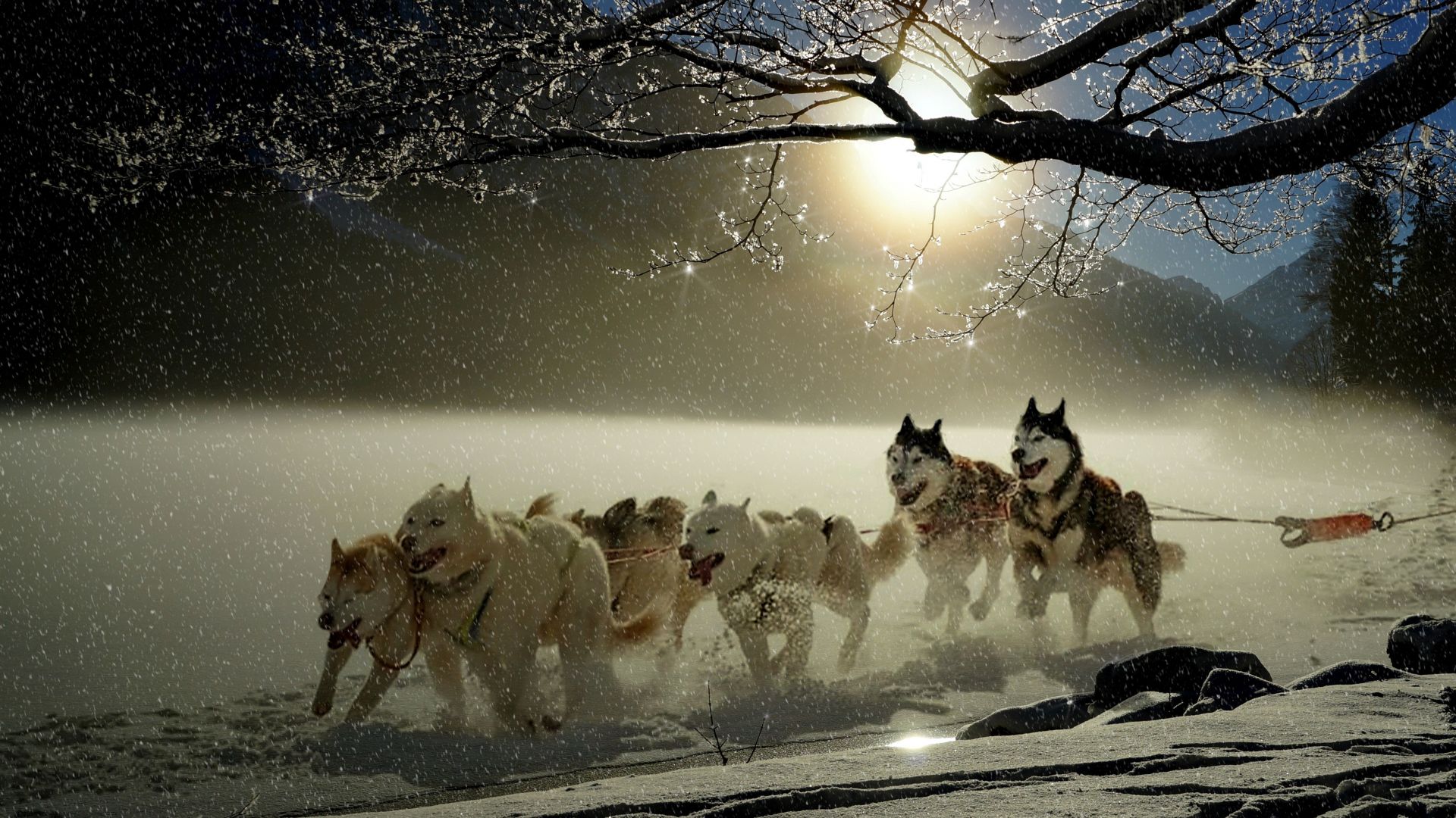 Wallpaper Dogs, run, winter, outdoor, 4k