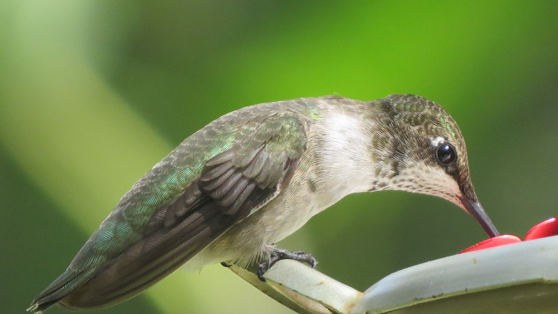 Wallpaper Hummingbird, small, bird