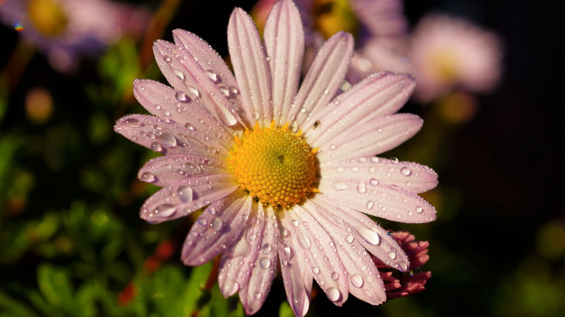 Wallpaper Flower, pink daisy, water drops, closeup, 4k