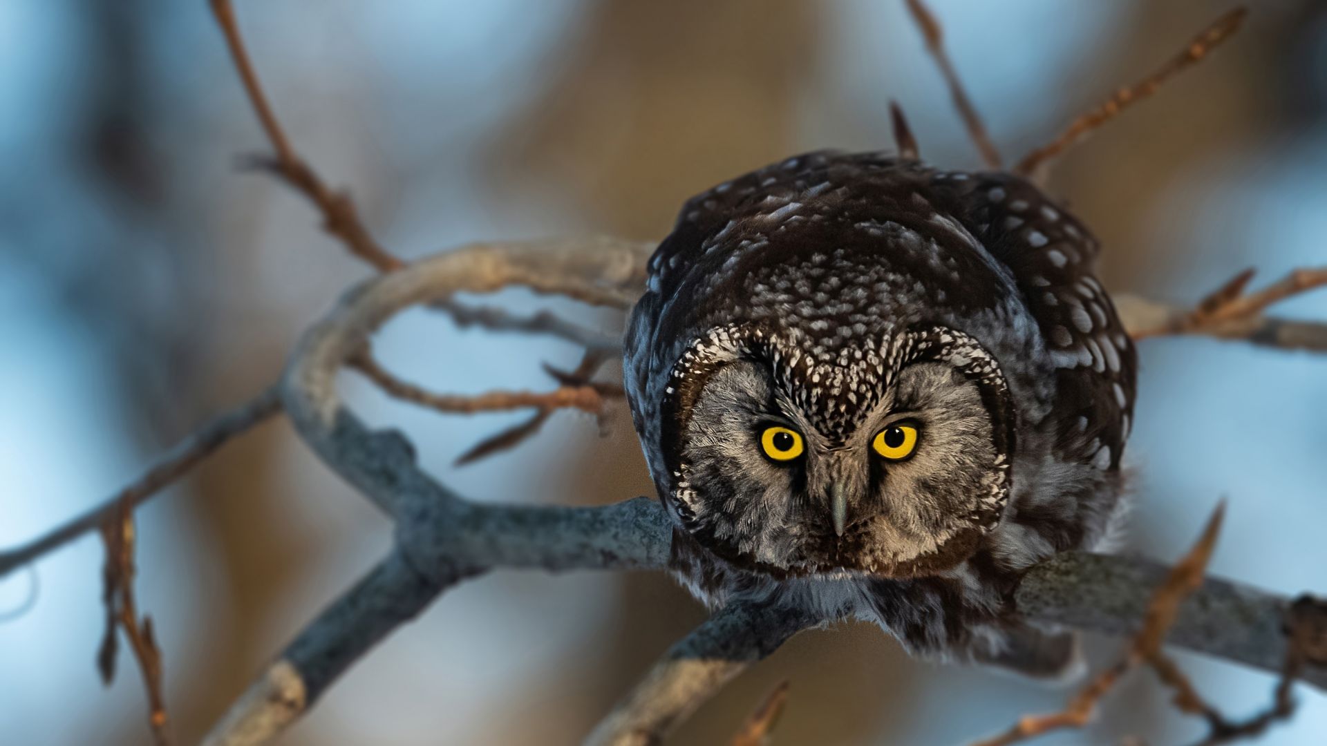 Wallpaper Yellow eyes of owl bird, curious, bird