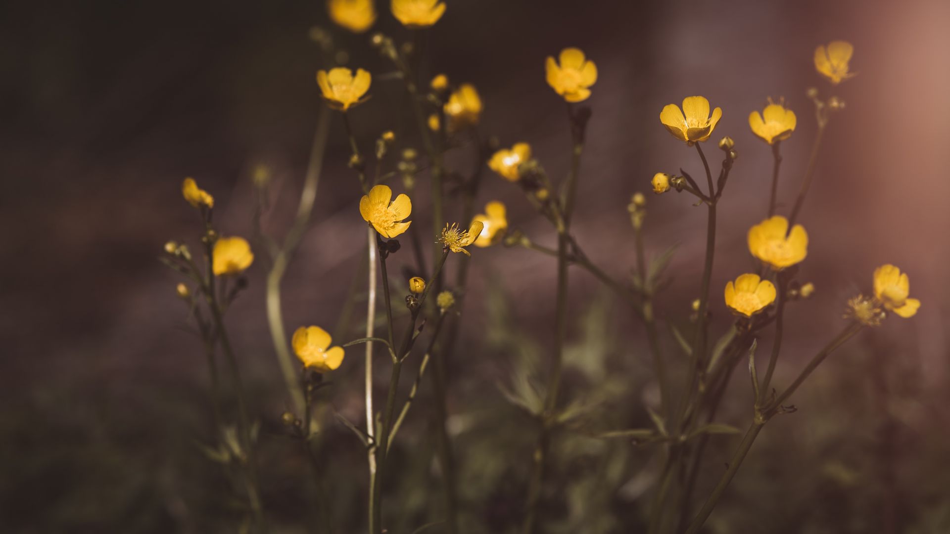 Wallpaper Buttercup, yellow flowers, blur, plants