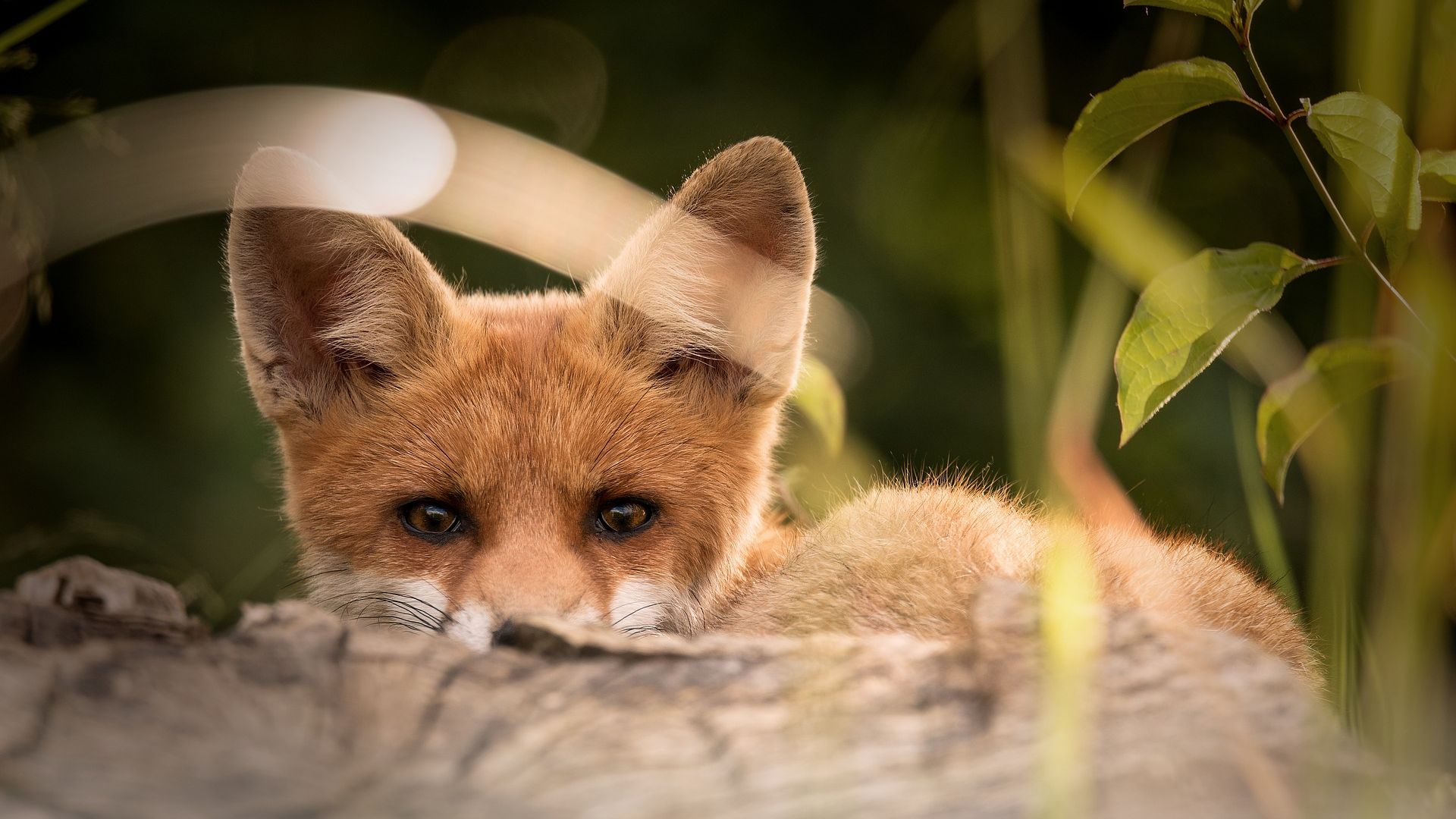Download Desktop Wallpaper Little Fox Animal Baby Animal Cute Hd Image Picture Background F5zhkb