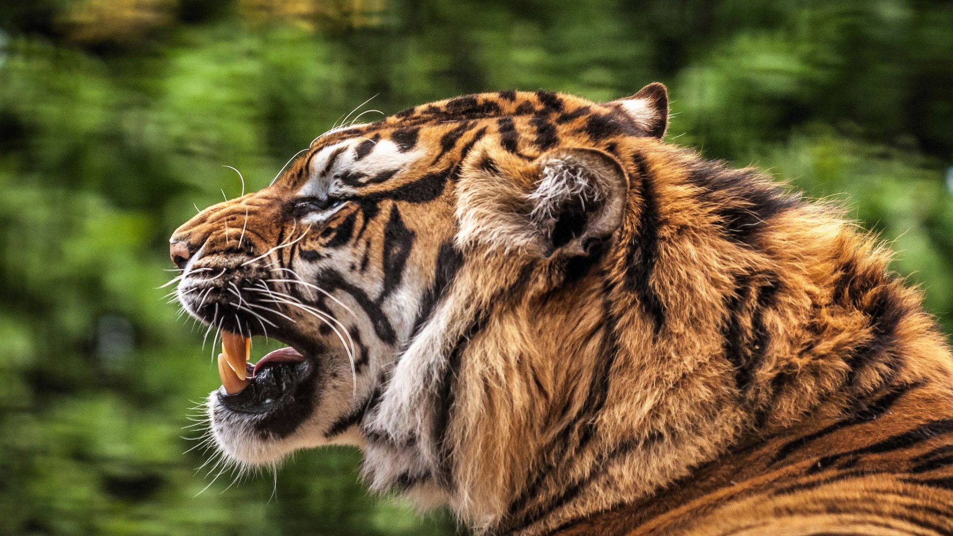 Wallpaper Tiger, predator, angry animal, muzzle