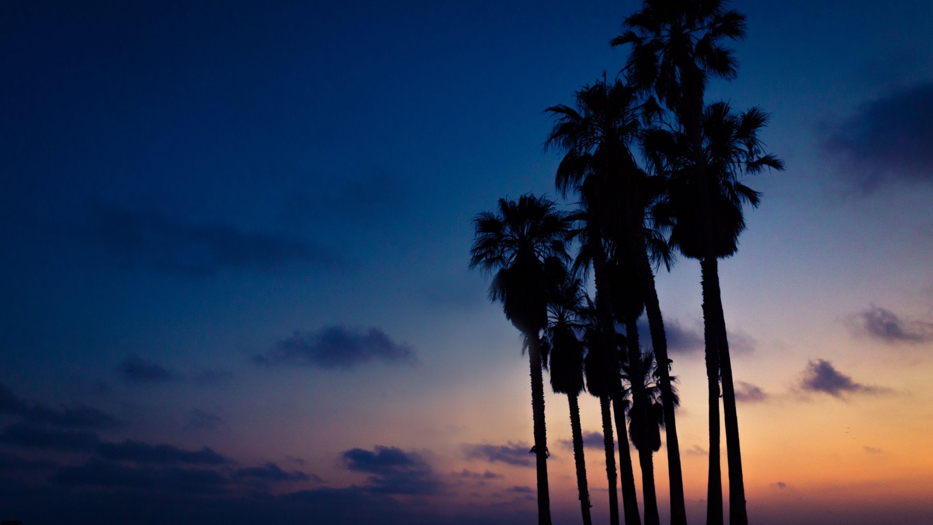 Wallpaper Palm trees, sunset, night, sky