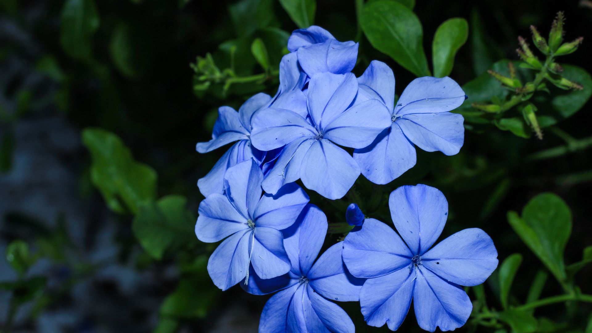 Wallpaper Blue flower, leaves, garden, 5k